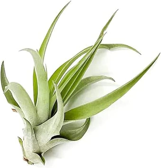 Air Plants - Tillandsia Capitata (Peach), Large 5-7” - 2 ct - Live Arrival Guaranteed - House Plants for Home Decor & Gift