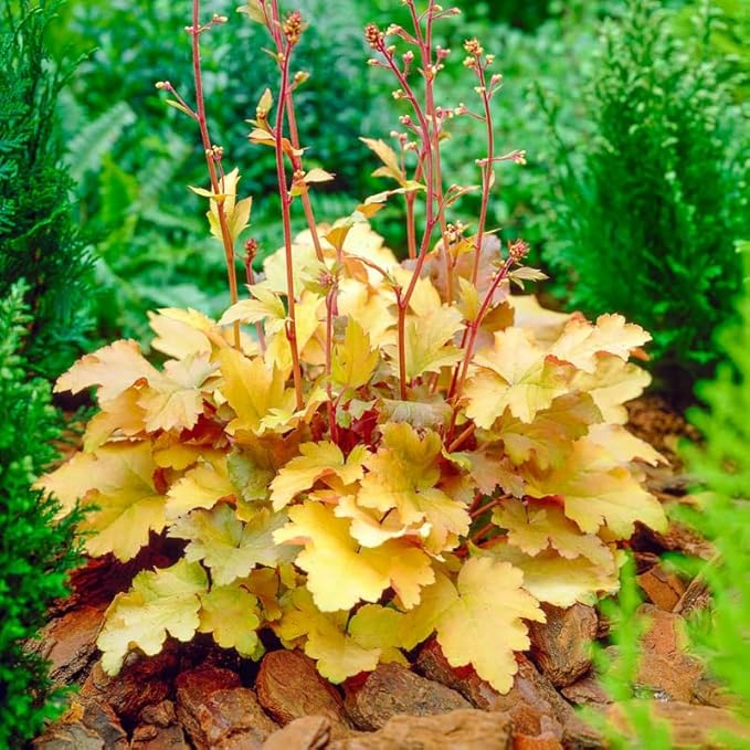 2 Heuchera Live Plants, Coral Bells Red Oragne Yellow Heuchera Perennials for Outdoor Garden, Shade Border, Containers, 4-6” Tall Well-Rooted