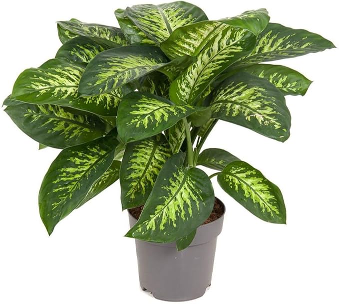 Premium DIEFFENBACHIA Potting Soil Mix - Ideal for Growing Robust and Healthy Dieffenbachia - 3 Quart