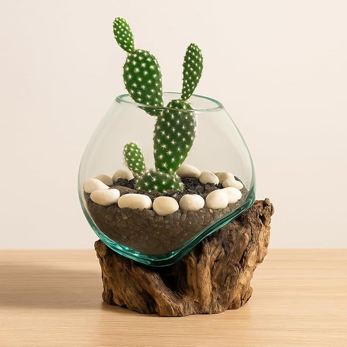 Cape Craftsmen 7" H Hand-Blown Blue Tinted Bubble Glass On Natural Teak Driftwood Terrarium | Home Décor Indoor Planter with Stand | Pot for Succulent and Plants