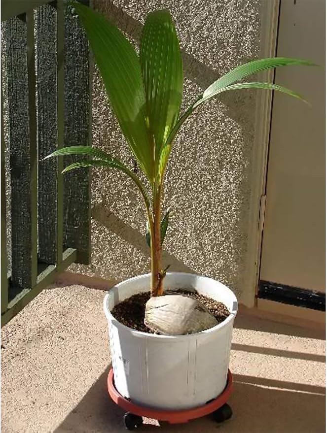 American Plant Exchange Coconut Palm Tree, Live Tropical Plant for Indoor & Outdoor Use, Malaysian Dwarf Green, Home, Garden, Landscape & Patio Décor, 2ft Tall with Pot Cover