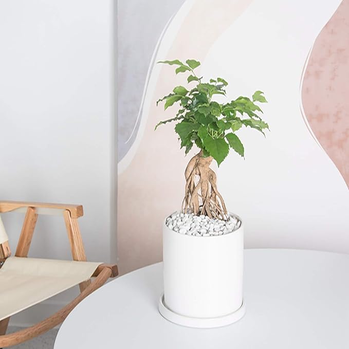 Planters for Indoor Plants Ceramic Flower Succulent Plant Pots with Drain Hole Saucer Decor for Home Office (6 inch White)