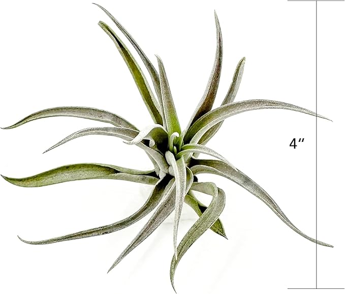 Air Plants - Flowering Tillandsia Harrisii, Large 3-5" - 3ct - Live Arrival Guaranteed - House Plants for Home Decor & Gift