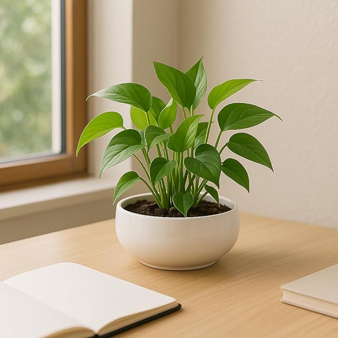 Lotus Bowl Planter, Lotus Bowls for Planting in Water Indoors,6.5-inch Round Succulent Flower Pot with Rotating Bracket, Leak-Proof Design, Suitable for hydroponic Plants, Succulents (White)