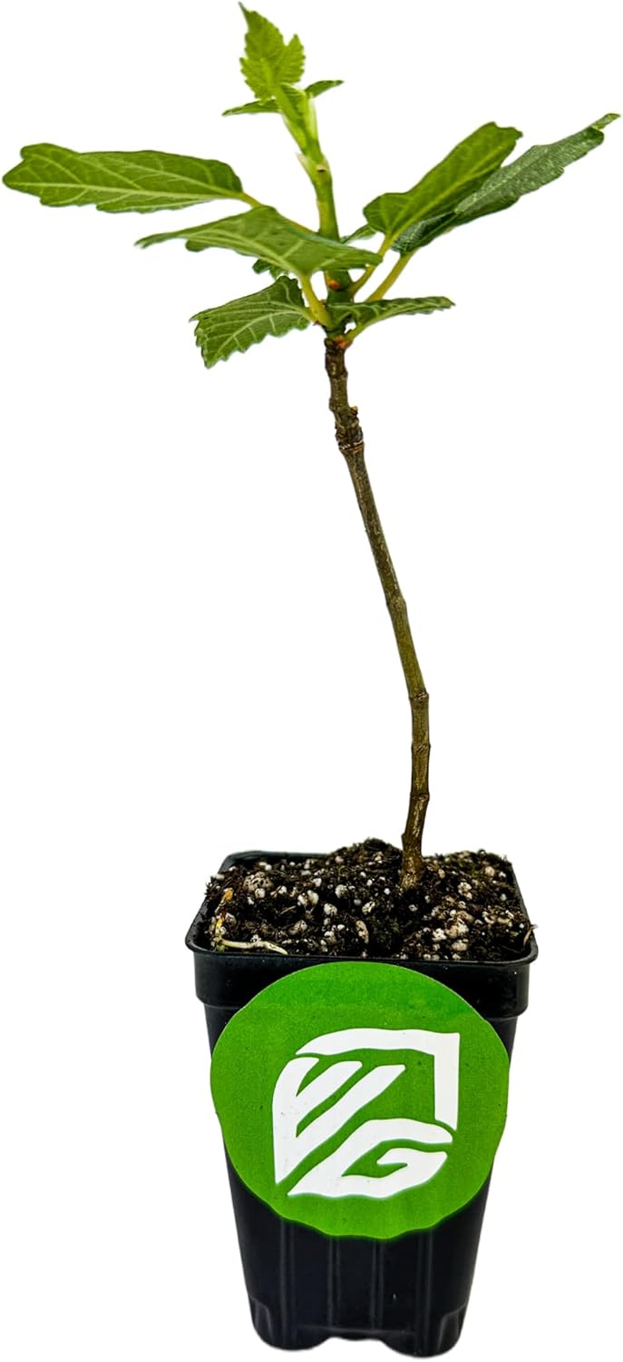 Violette de Bordeaux Fig Tree Live Plant - Ficus carica - Wellspring Gardens - Live Starter Fruit Plant for Your Indoor or Outdoor Garden