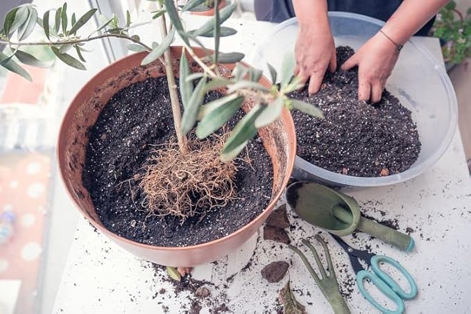 Premium Potting Mix for Olive Trees by Gardenera - Enhanced Growth and Nutrient Retention - 3 Quart