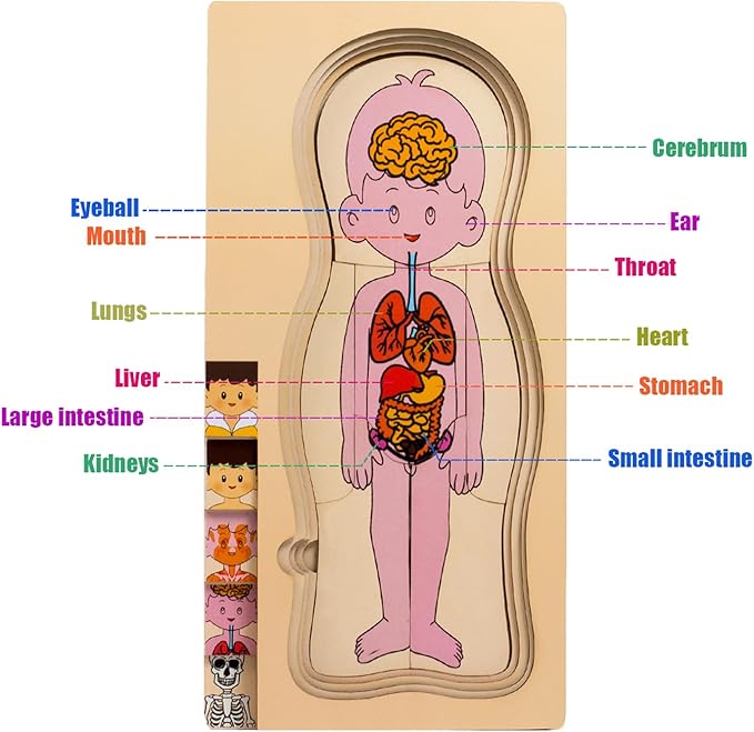 My Body Parts Puzzle for Toddlers Girls Boys Wooden Anatomy Puzzle 3-8 Years Old Preschool Learning Game Human Body Skeleton Toys