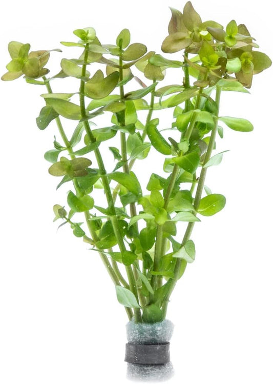 Live Aquarium Red Stem Plants - Freshwater Aquatic Plant for Fish Tanks, Aquascaping - (Lemon Bacopa Caroliniana, 4 Bunches)