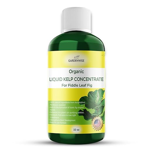 Fiddle Leaf Fig Plant Food – Liquid Seaweed Kelp Fertilizer for Plants – Made in USA (32 OZ)