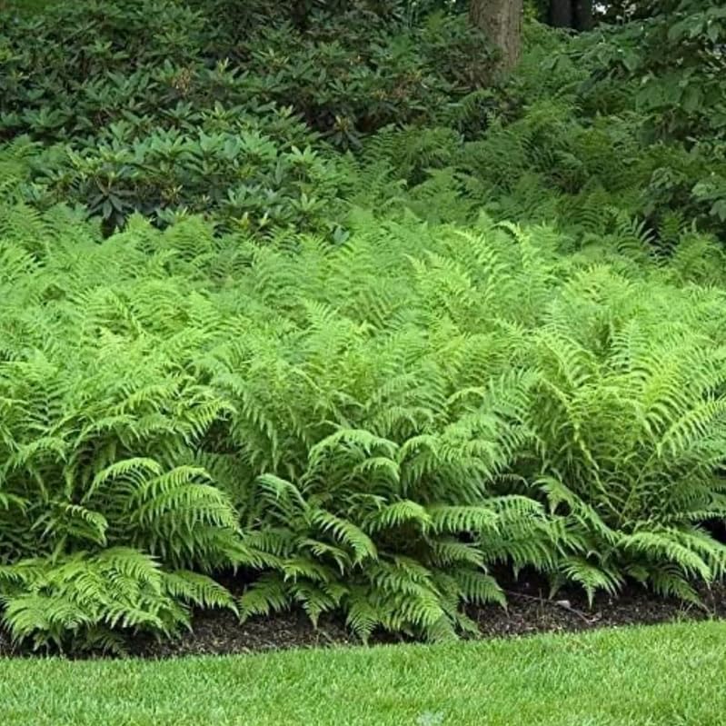 20 Ostrich Fern Rhizomes/Roots - Matteuccia struthiopteris - (20 Pack)