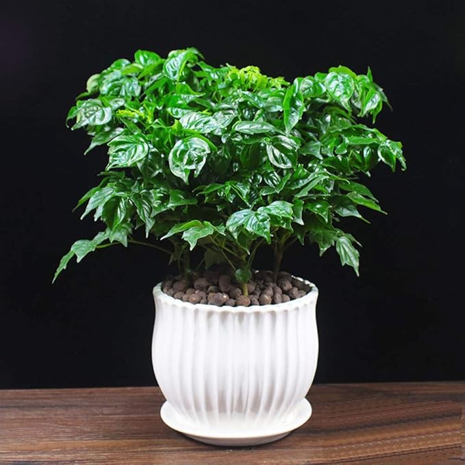 Yesland Ceramic Flower Plant Pots with Saucer, Set of 3 in Different Sizes, Modern Round Ceramic Succulent Planter Pots with White Stripe Texture for Garden