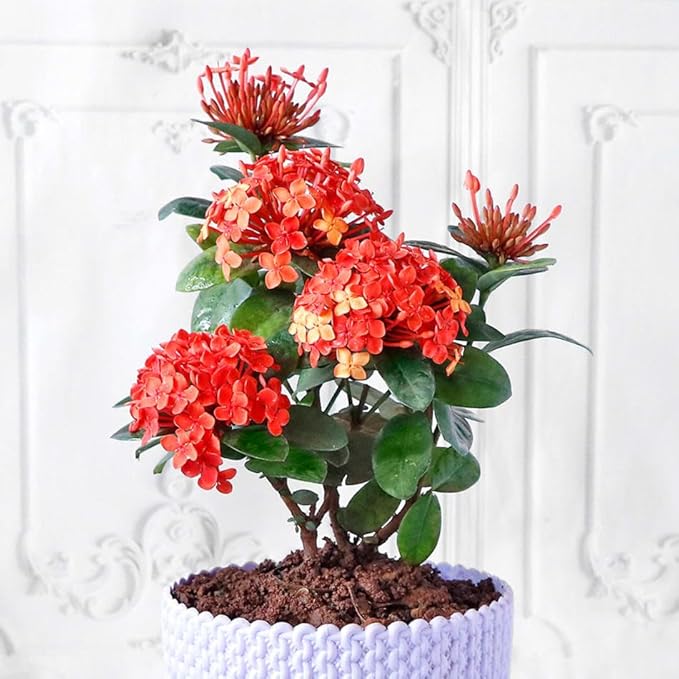Ixora Plant Potting Soil - Enhance Blossoming and Health with Professional Grade Nutrient-Rich Mix - 3 Quart
