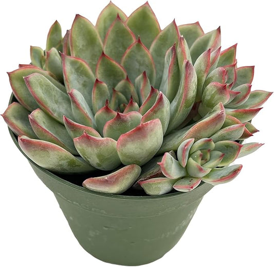 Live Succulent Plants Echeveria 'Pulidonis', Easy Care Potted Succulents, Approx 4" D x 4" H, Indoor Houseplant, Unique Gifts, Home Office Décor
