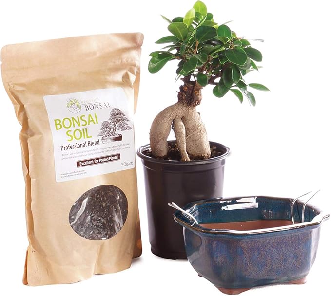 Brussel's Bonsai Live Ginseng Grafted Ficus Bonsai Tree Kit - Small Indoor Bonsai Ficus Tree - Bonsai Kit with Ceramic Bonsai Pot and Bonsai Soil