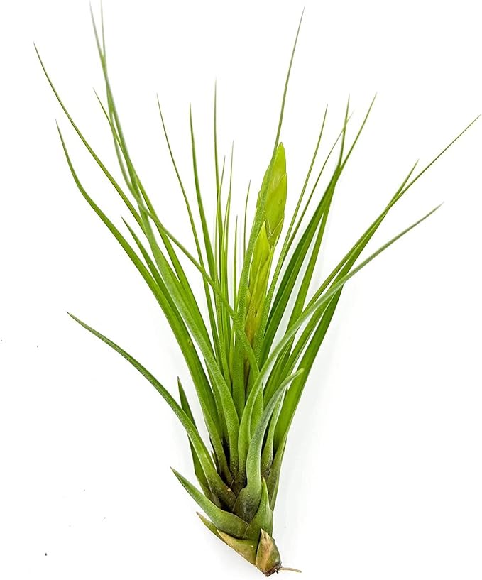 Air Plants - Flowering Tillandsia Melanocrater Tricolor, Large 5" - 5ct - Live Arrival Guaranteed - House Plants for Home Decor & Gift