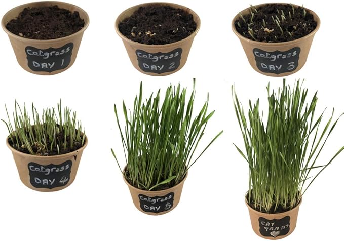Easy Cat Grass Kit (3 Pack) Just Add Water. Includes Certified Organic Non GMO Wheatgrass Seed, Fiber Soil, Cups Chalkboard Labels. Your Pets Will Love This