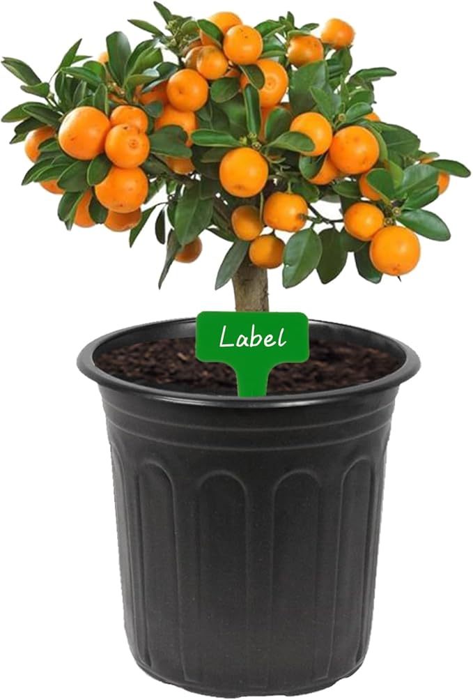 60-Packs 1 Gallon-S Flexible Plastic Plant Nursery Pots with 10 Pcs Plant Labels, Thickened Soft Seed Starting Container for Seedlings, Vegetables, Succulents and Cuttings