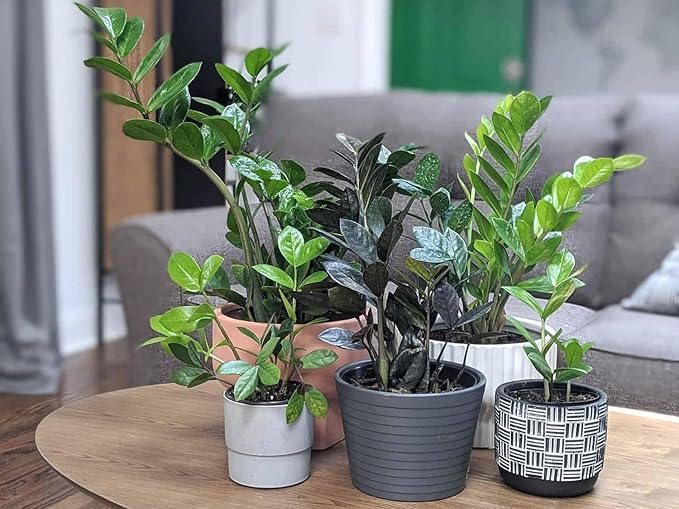 Premium ZZ Plant Supreme Potting Mix - Enhanced Soil Health & Efficient Toxin Absorption for Plant Safety - 20 QUARTS