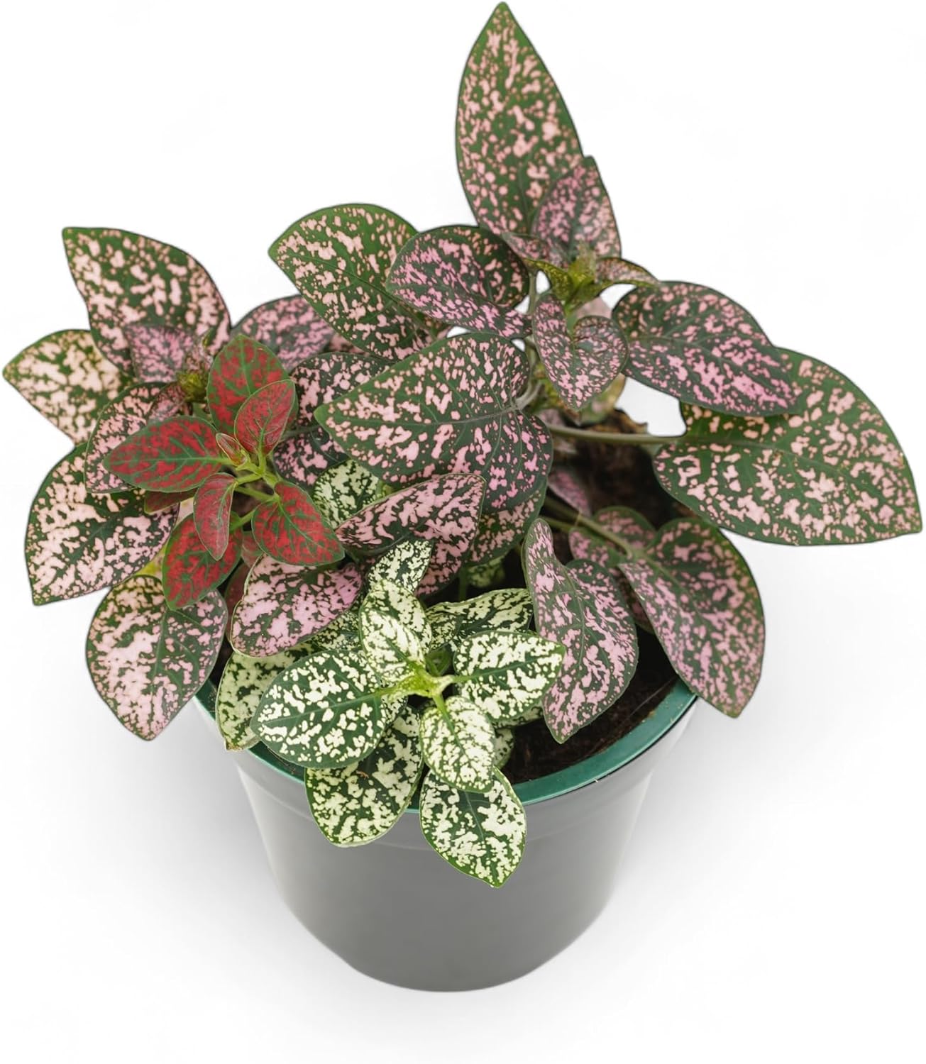 Live Plants - Polka Dot Plant Live Hypoestes, 3 Varieties in One Pot, Colorful Indoor Plants, Vibrant Plants Live Houseplants for Home Decor