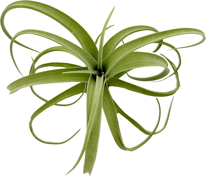 Live Air Plants - Tillandsia Curly Slim Jumbo – 1 Count 5-9 inches – Ideal for Gifts & Presents, Live Indoor Plants & Live House-Plants – Live Plants for Home décor, 30 Day Guarantee