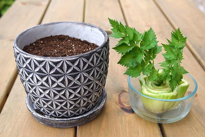 Premium Celery Potting Soil Mix - Optimal Nutrient-Rich Blend for Thriving and Crisp Celery Plants - 20 Quart