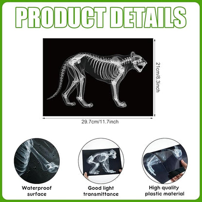 Chunful 20 Pcs Animal X-Ray Kit Wildlife X-Ray Flash Cards Educational Science Kit Light Table Toys Accessory, 11.7" x 8.3''(Wild Animals)