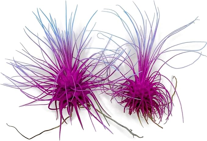 Thin Air Plant, Guatemala Tillandsia Live Airplant, Healthy Arrival Guaranteed, Great Indoor Plant, Home Decor & Gift (2 Rainbow #2)