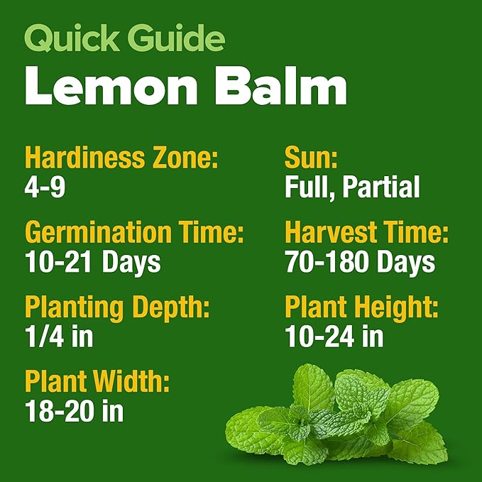 HOME GROWN Lemon Balm Seeds– 806 𝗡𝗢𝗡-𝗚𝗠𝗢 Heirloom Seeds for Planting – Melissa officinalis Herb for Tea, Garden, Indoor or Outdoor Growing–Plant for Pots, Beds & Hydroponics(Melissa officinalis)