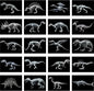 Chunful 20 Pcs Animal X-Ray Kit Wildlife X-Ray Flash Cards Educational Science Kit Light Table Toys Accessory, 11.7" x 8.3'' (Dinosaurs)