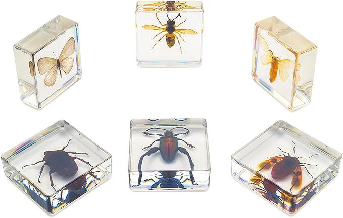 6 PCS Resin Insect Specimen Set, Butterfly, Jewel Frog Beetle, Silk Moth, Chafer, Stinkbug, Wasp, Science Education Toy for Kids