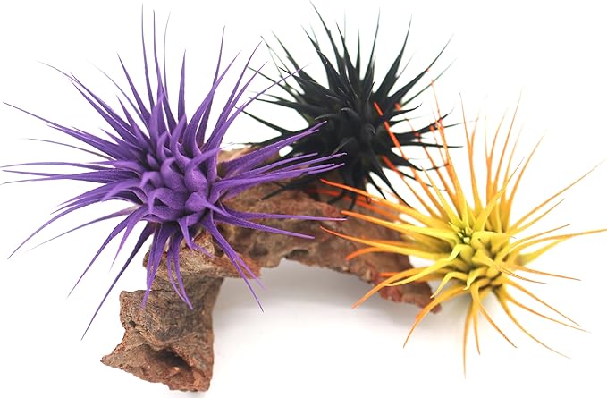 Live Extra Large Tillandsia Ionantha Guatemala Colorful Air Plant 3+ inch Enhanced Color Easy Care Indoor Outdoor Home Decor Gift Airplant by Awesome Industries (Purple XL)