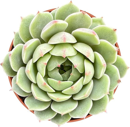 Live Succulent Plants Echeveria 'Ben Badis', Easy Care Potted Succulents, Approx 4" D x 4" H, Indoor Houseplant, Unique Gifts, Home Office Décor