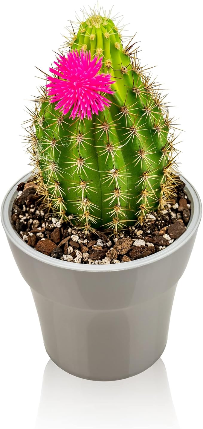 Professional Succulent Soil Premium All Purpose Blend | Pre-Mixed Ready to Use for Cactus and Succulents | Sphagnum Peat Moss, Perlite, New Zealand Pine Bark - Made in USA - 4 Quart