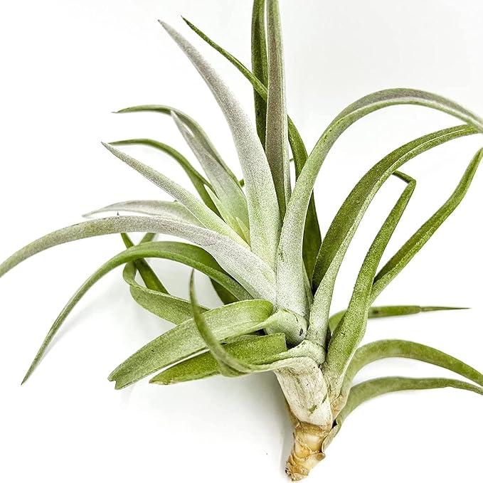Air Plants - Tillandsia Cacticola, Jumbo 6-9" - 3ct - Live Arrival Guaranteed - House Plants for Home Decor & Gift