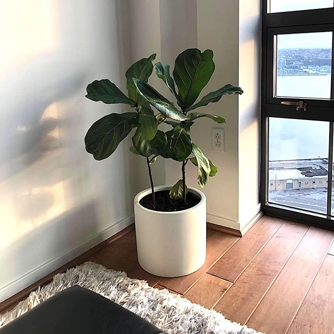 Fox & Fern Large 12 Inch Plant Pot with Hidden Saucer — Premium Lightweight Fiberstone Matte White Self Watering Planter with Seamless Saucer; Indoor & Outdoor Use; Weather Resistant & UV Resistant