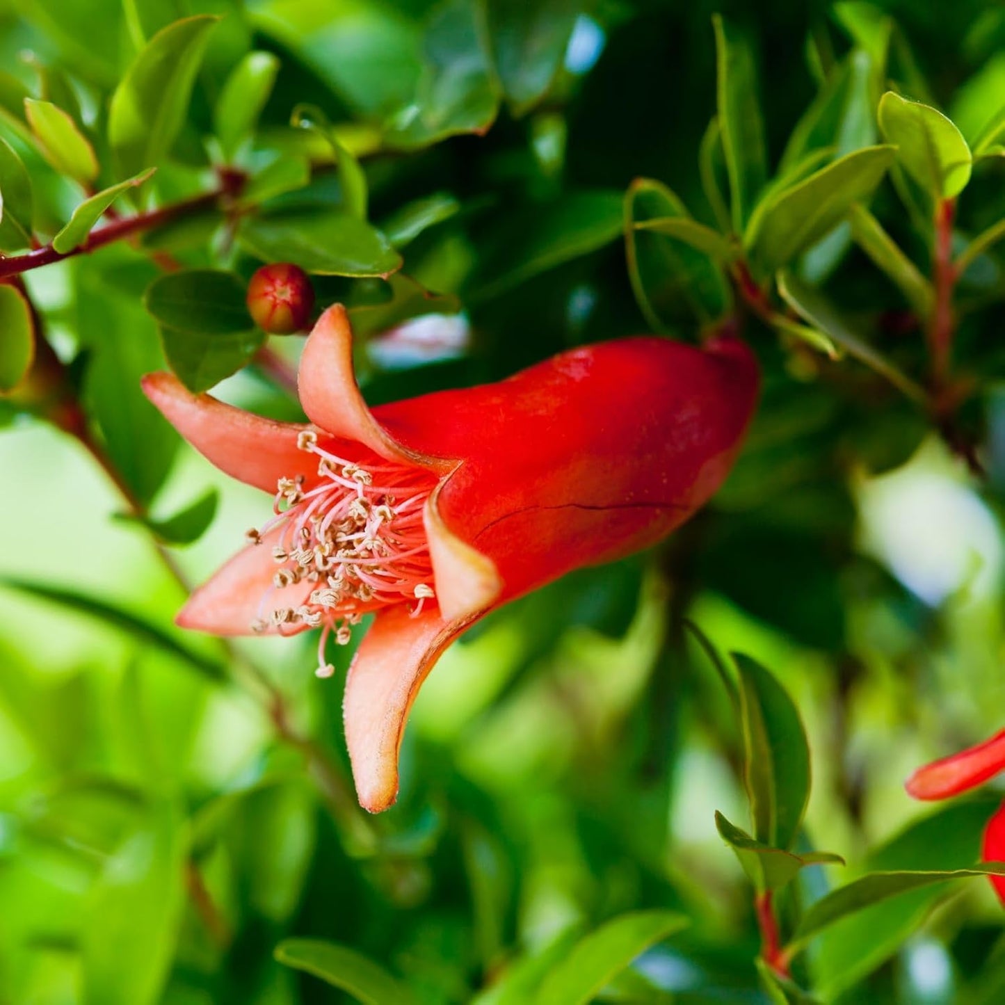 Pomegranate Wonderful Live for Sale (4 Pack) | Easy to Grow Plants | Edible Fruit Plant for Sustainable Living | Grow Your own Food on Your Edible Organic Garden| Live for Planting| 2 inch Pot