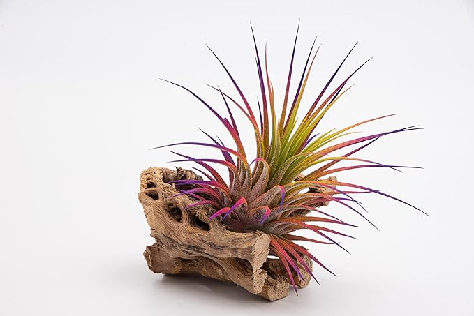 Dyed Tillandsia Ionantha Guatemala Enhanced Colored Colorful Air Plant Live Easy Care Indoor Outdoor Home Decor Gift Airplant by Awesome Industries Live Arrival Guaranteed (Sunset)