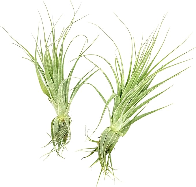 Live Air Plant - Tillandsia Gardneri 5-7” - 2ct - ragnaroc Rare Collectors Indoor Tropical Plant - Live Arrival Guaranteed - House Plants for Home Decor & Gift