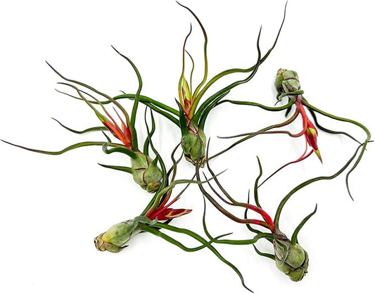 Air Plants - Flowering Tillandsia Bulbosa Guatemala, Large 3-5" - 5ct - Live Arrival Guaranteed - House Plants for Home Decor & Gift