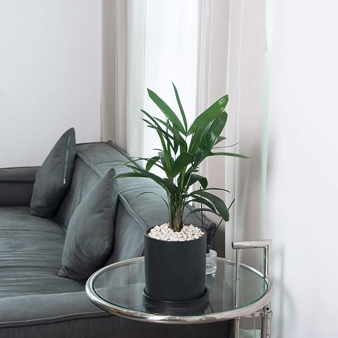 Planters for Indoor Plants Ceramic Flower Succulent Plant Pots with Drain Hole Saucer Decor for Home Office (6 inch Black)