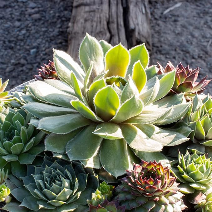 Live Sempervivum Planter Bowl, Sempervivum Succulents Plants, Hens and Chicks Succulent Plants, Sempervivum Plants Succulent Planter, Mini Succulents Plants Hens and Chicks Planter by Plants for Pets
