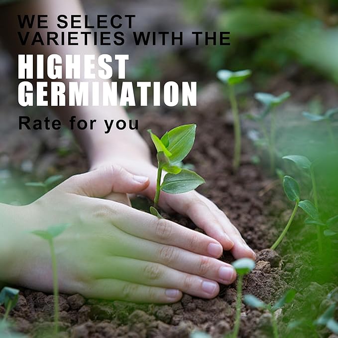 5 Kit - Growing into Shasta Daisy, Cornflower, Sunflower, Zinnia, Lavender for Indoor Outdoor Garden DIY Gifts