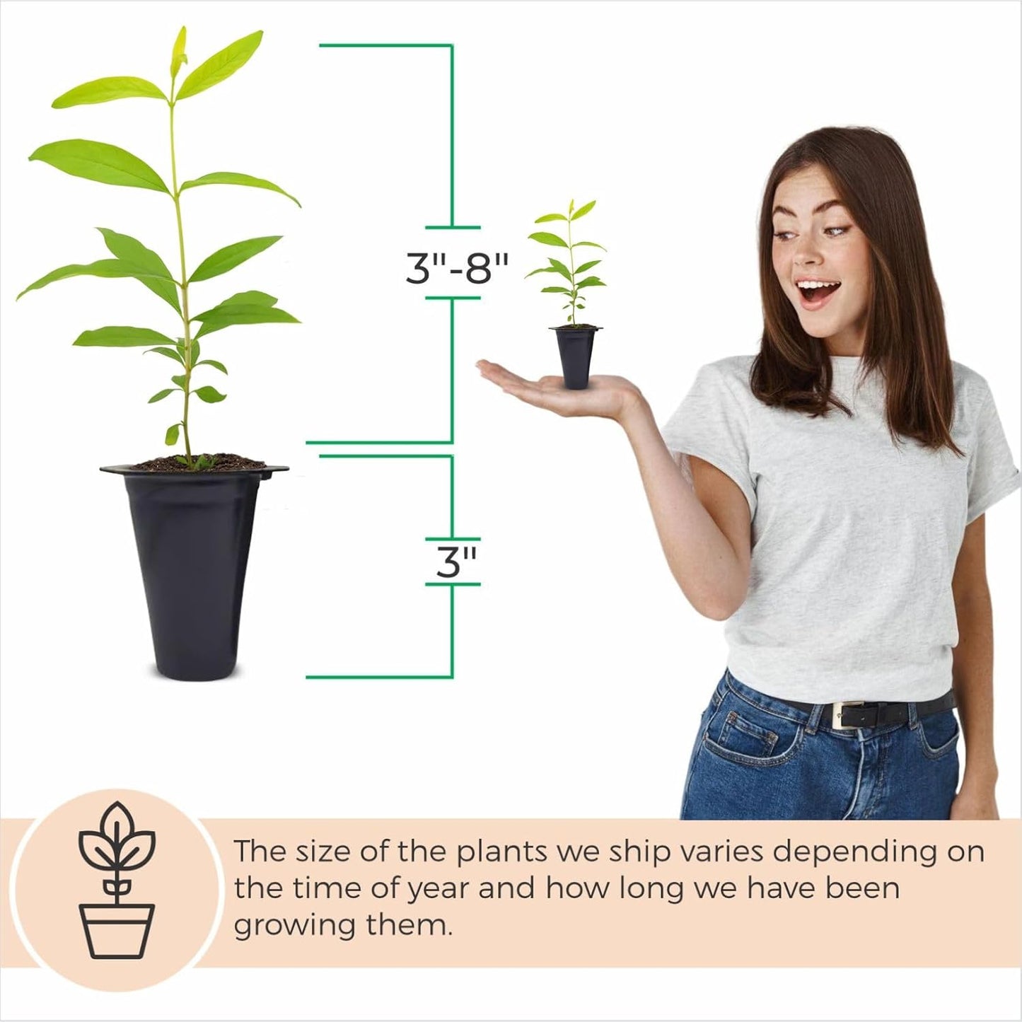 Pomegranate Wonderful Live for Sale (4 Pack) | Easy to Grow Plants | Edible Fruit Plant for Sustainable Living | Grow Your own Food on Your Edible Organic Garden| Live for Planting| 2 inch Pot