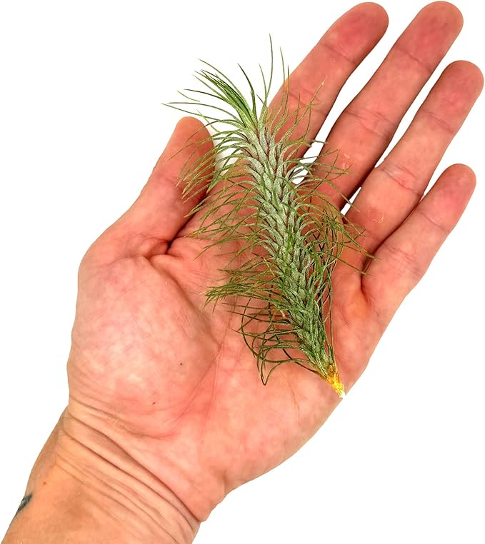 Air Plants - Colombian Tillandsia Funckiana, Large 5" - 3ct - Live Arrival Guaranteed - House Plants for Home Decor & Gift