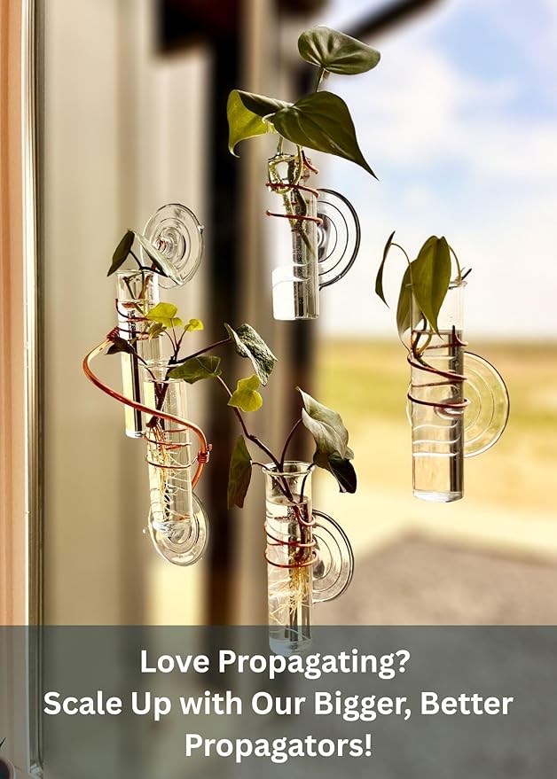 The Little Window Propagator | Window Propagation Station with Removable Glass Tubes, Indoor Plant Clippings, Cut Flowers, Herbs, Succulents | Home Decor | Plant Lover Gift (2)