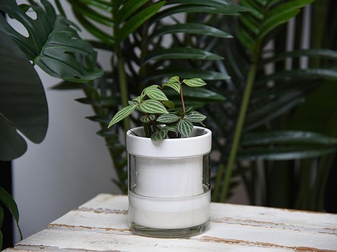 Phoenix Vine 4 Inch Self Watering Planter, White Terracotta Clay Pot with Glass Reservoir for Indoor Plants, Herbs, Flowers, Set of 3, 52-B-E-3