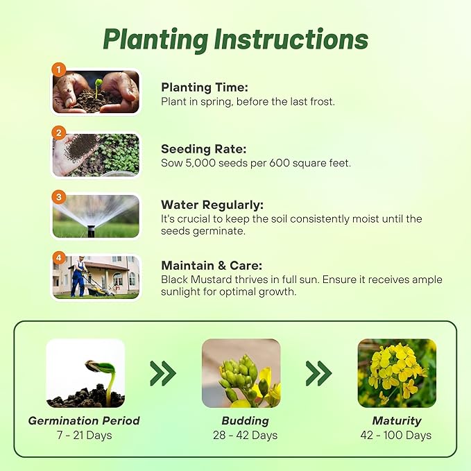 Outsidepride Black Mustard Seeds - 5000 Pcs Nutrient-Rich, Flavorful Annual Microgreen Seeds for Planting, Easy-to-Grow, Ideal for Indoor & Outdoor Cultivation, Soil & Hydroponic Systems