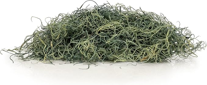 Premium Spanish Moss in Basil| Natural Preserved - Great Ground Cover - Filler for Potted Plants - by GARDENERA - 1 Quart Bag
