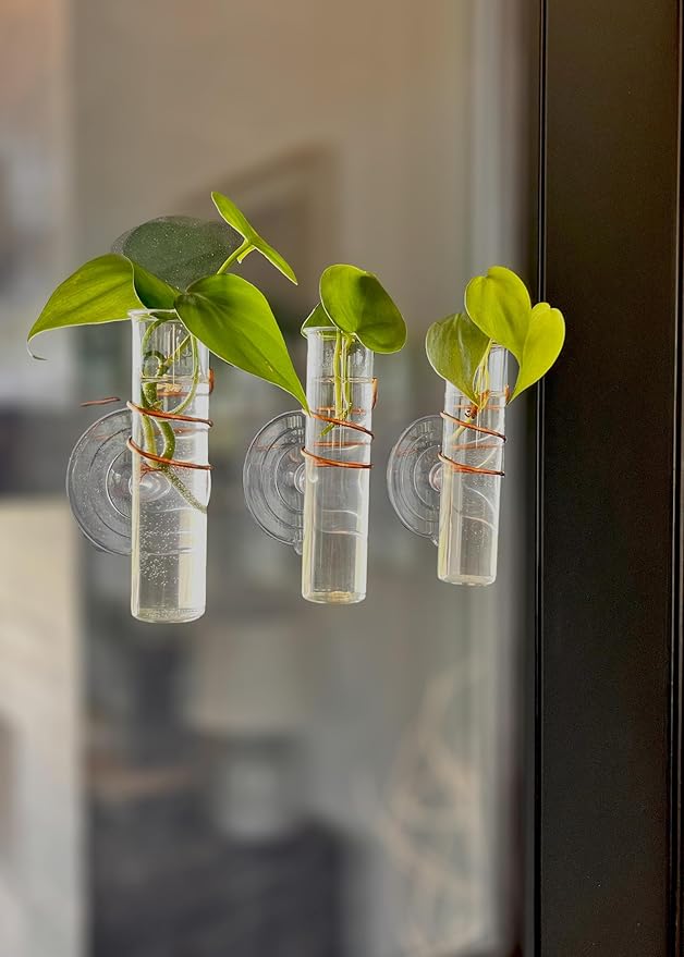 The Little Window Propagator | Window Propagation Station with Removable Glass Tubes, Indoor Plant Clippings, Cut Flowers, Herbs, Succulents | Home Decor | Plant Lover Gift (3)