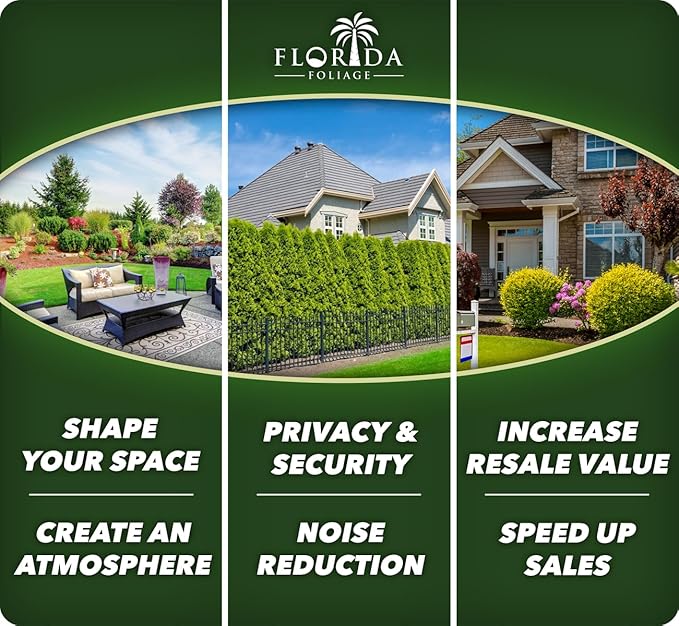 Loropetalum Carolina Midnight | 30 Live Plants | Loropetalum Chinense | Purple Foliage Shrub | Ornamental Landscape Bush | Fast Growing Plants